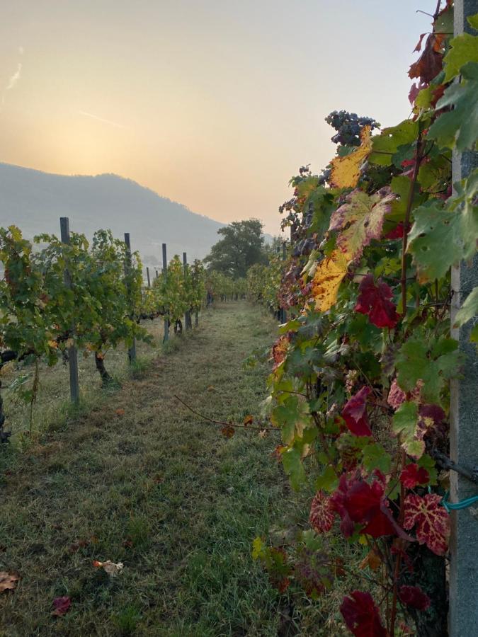 B&B Ai Filari Baone Εξωτερικό φωτογραφία